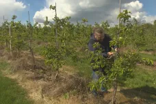 Škody z jarních mrazů přesáhnou 100 milionů korun, odhadují ovocnáři