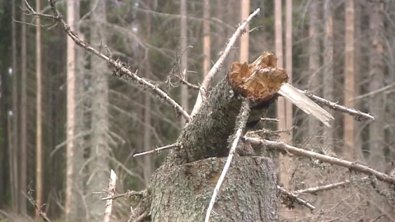 Kácení na Šumavě