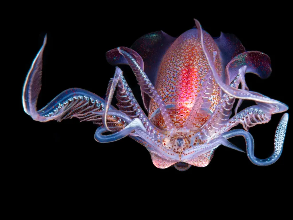První místo v kategorii Vodní hmyz získal Galice Hoarau za snímek „Diamond squid“