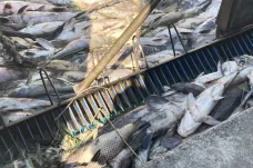 V Dyji uhynuly desítky tun ryb, chyběl jim kyslík
