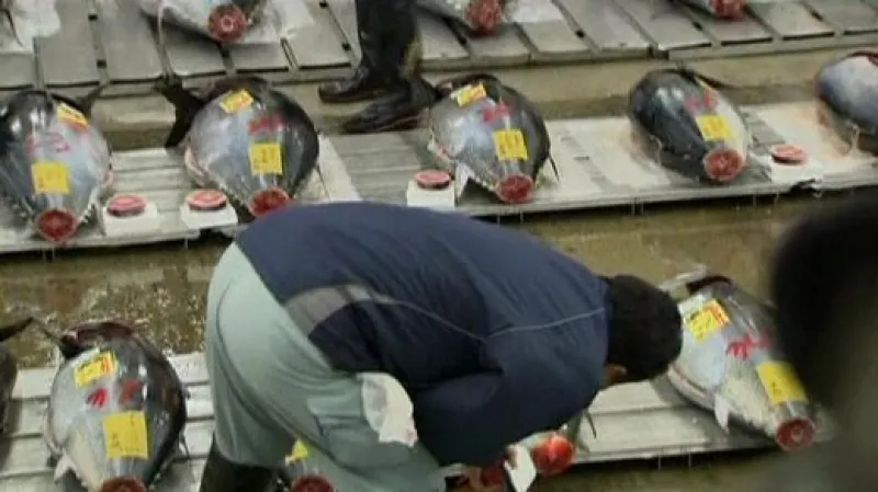 Dražba tuňáků v Japonsku