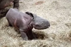 V Plzni se narodilo mládě vzácného nosorožce indického