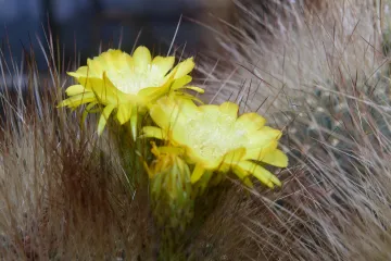 Na Floře v Olomouci rozkvetly stovky kaktusů a sukulentů. K vidění budou do června