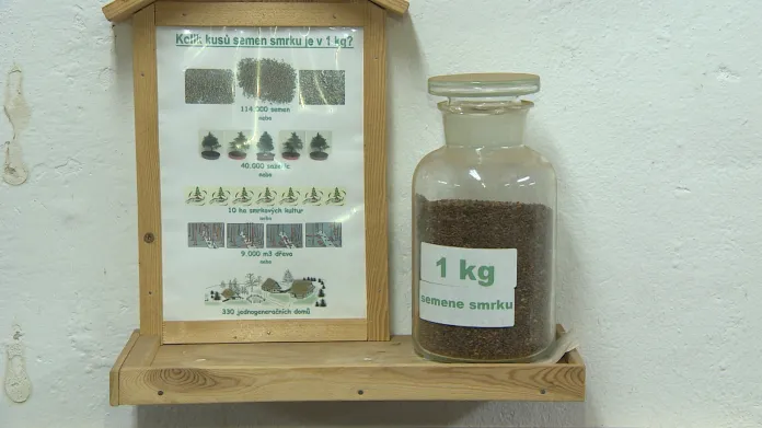 Kilogram smrkových semen vyjde asi na 5000 Kč
