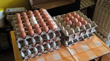 Vejce z chovu slepic v Ivančicích na Brněnsku