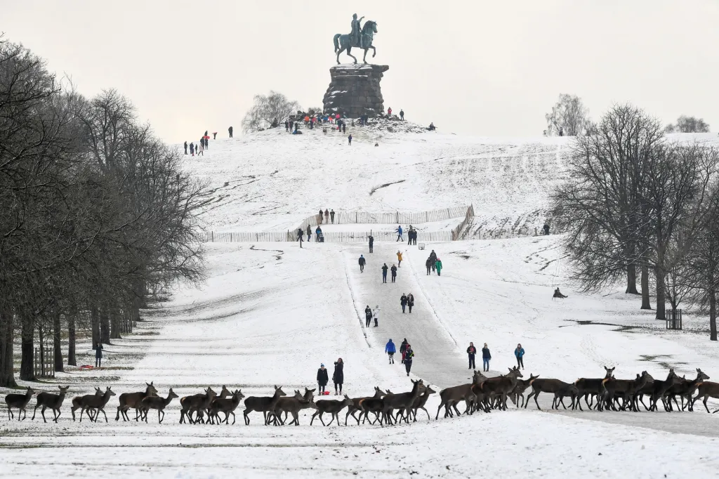 Úbytek turistů a prázdné parky lákají k toulkám lesní zvěř. Během zimní procházky po britském Windsoru je nyní možné spatřit stádo jelenů, kteří se procházejí sněhem uprostřed rozlehlého parku