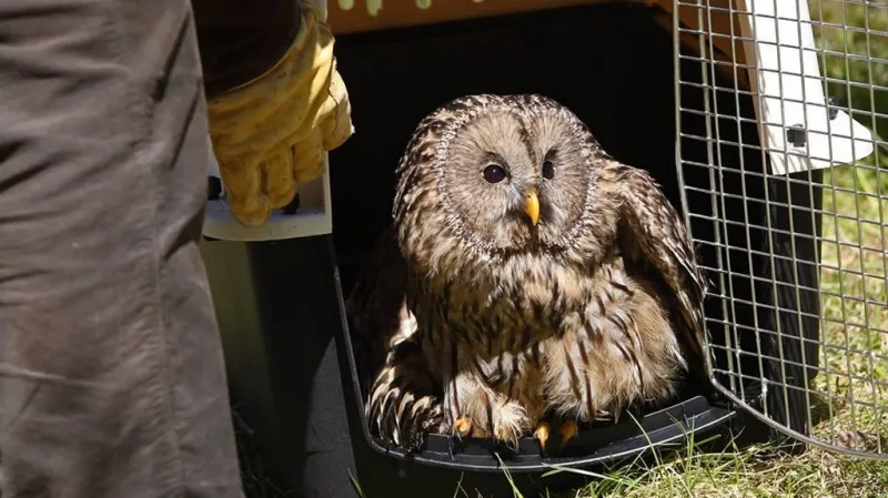 Vypouštění sov do voliér v Borových Ladách