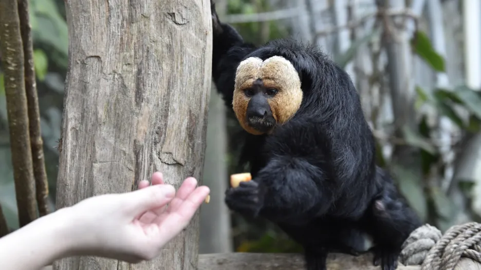 Samec Rasty přišel do zlínské zoo z Dánska