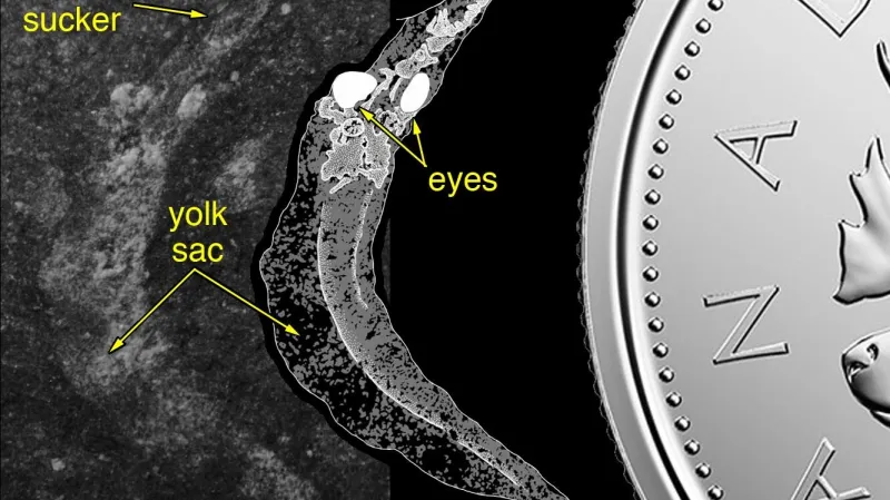 Fosilie pravěké minohy
