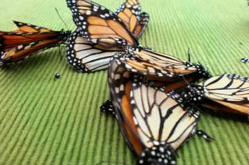 Hmyz po celém světě vymírá. Podle biologů hrozí kolaps přírody