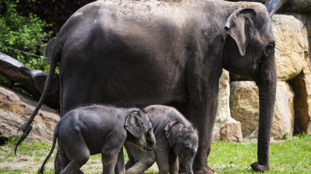 V Zoo Praha se narodila dvě slůňata