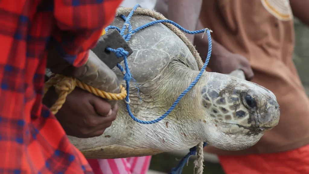 Bez chráněných mořských oblastí a s ubývajícími hnízdišti se pobřeží stalo pro želvy pastí. Organizace vyzvala státní orgány, aby pro ochranu těchto plazů udělaly více. Nigerijská agentura pro životní prostředí doposud nereagovala