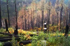 Vědci předložili časosběrný důkaz. Lesy v Českém Švýcarsku se obnovují mimořádným tempem