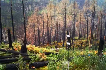 Vědci předložili časosběrný důkaz. Lesy v Českém Švýcarsku se obnovují mimořádným tempem