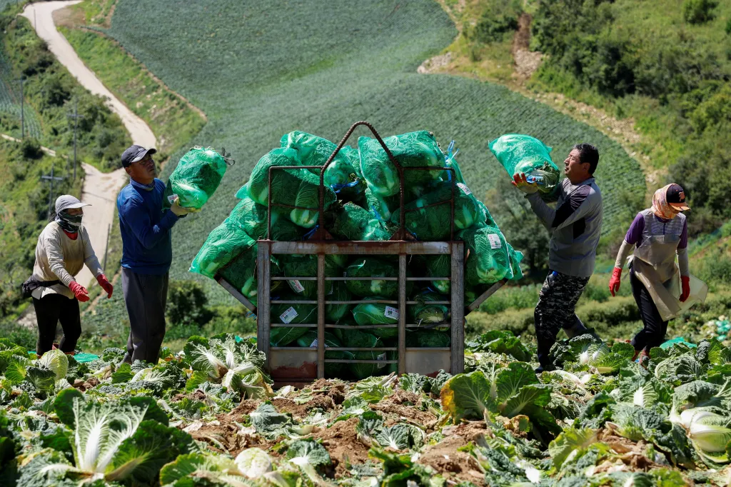 Klimatické změny zvyšují problémy jihokorejské produkce kimči, která již nyní bojuje s levnějšími dovozy z Číny, jež se většinou podávají v restauracích