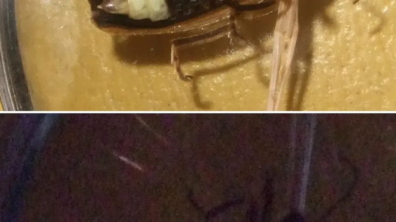 Světluška ve dne a v noci