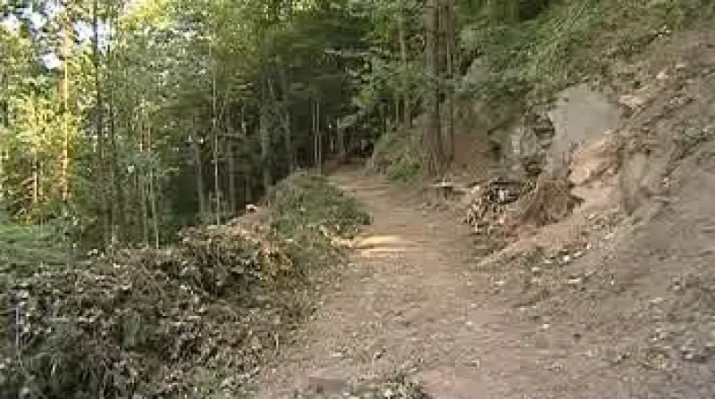 V rozsáhlém lesoparku Heulos v Jihlavě se kvůli kůrovci masivně kácí.