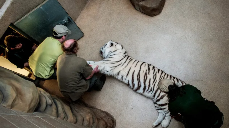 Libereckou zoo opustila mláďata bílých tygrů - Gaia a Sambur (na snímku)