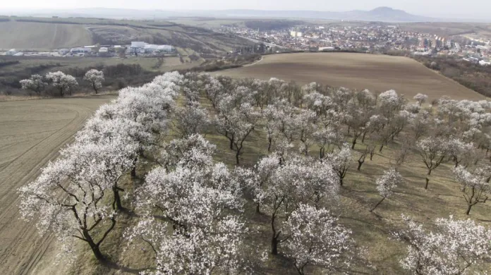 U Hustopečí na Břeclavsku kvetou mandloňové sady