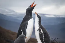 Ptačí chřipka zasáhla tučňáky. Podle biologů naštěstí v dobrou dobu