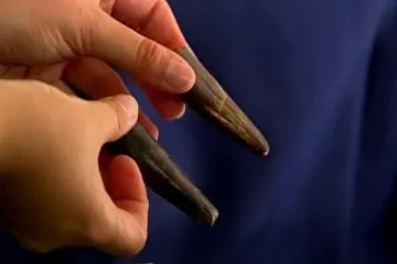 V Brazílii objevili masožravého giganta