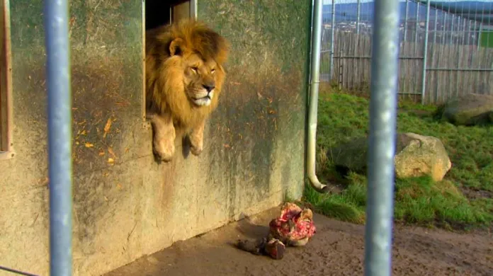 Lev v táborské zoo