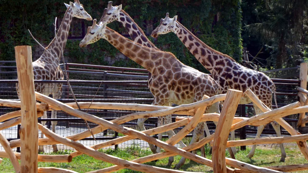 Africké safari v olomoucké zoo na Svatém Kopečku