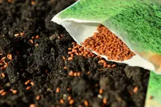 Lovci semen riskují životy. Snaží se najít plodiny, které v budoucnu uživí lidstvo