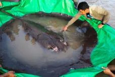 V Mekongu ulovili největší sladkovodní rybu na světě. Obří rejnok vážil tři sta kilogramů