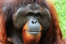 Biologové pozorovali orangutana, jak si bylinou vyléčil ránu