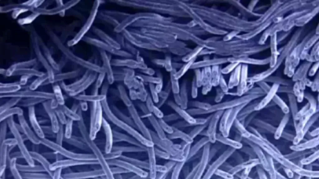 Koaxiální nanovlákna