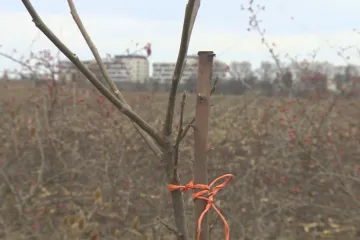 Zemědělci někdo na pole vysázel stromořadí. Zbavit se ho bez povolení ale nemůže