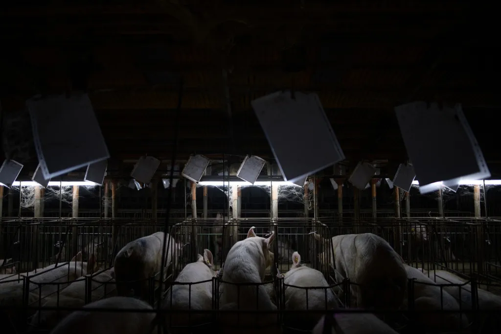 Nominace v sekci Životní prostředí: Aitor Garmendia se sérií snímků Inside the Spanish Pork Industry: The Pig Factory of Europe (Uvnitř španělského vepřového průmyslu: Prasečí továrna Evropy)