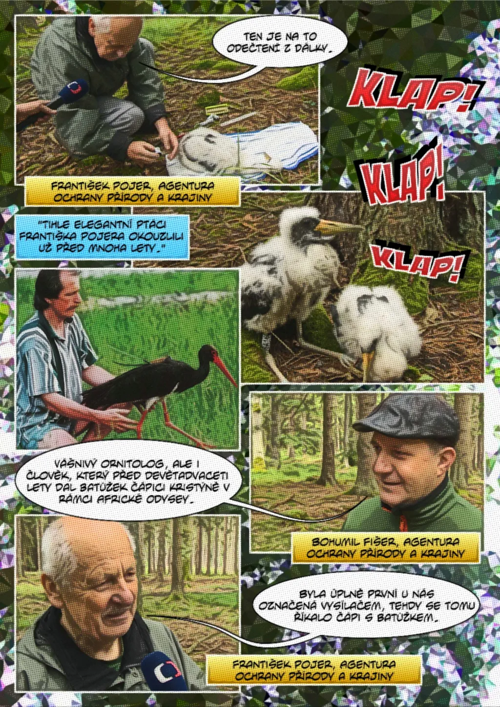 Ornitologové kroužkují čápy černé