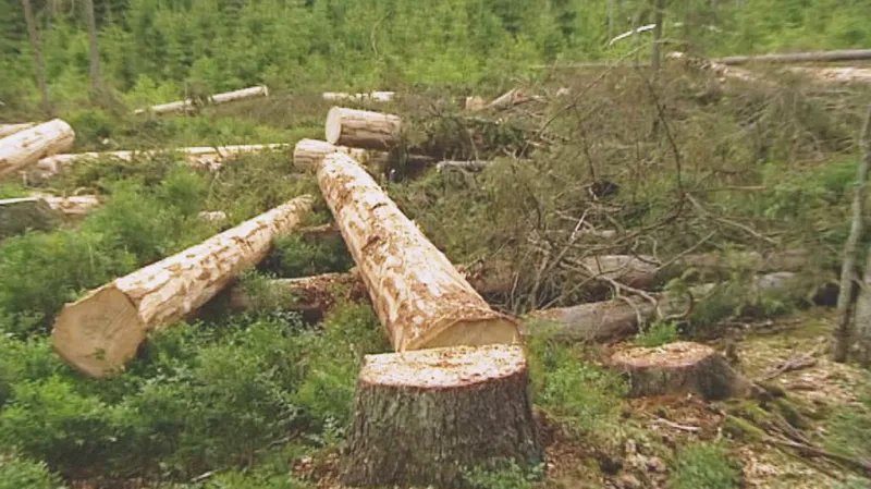 Kácení napadených smrků