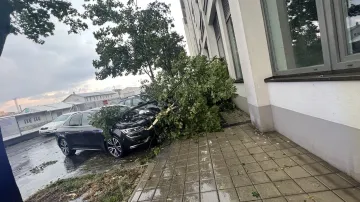 Spadlé stromy na pražských ulicích