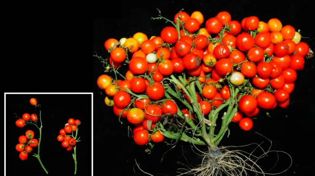 Geneticky upravená rajčata