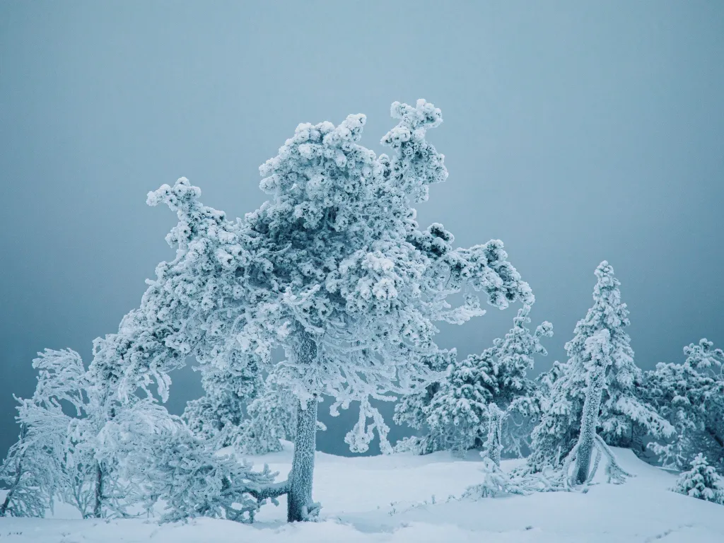 Simona Zemgulytová, kopec Valtaraava ve Finsku: Zamrzlý les

Tato fotografie byla pořízena v Laponsku na kopci Valtaraava, který byl jedinečně obklopen mraky. Vlhkost a chlad vytvořily dramatický efekt takzvané tykky, kdy stromy obklopuje silná vrstva námrazy a sněhu – jev, který je typický pro subarktické klima Finska. Stromy byly tak silně pokryty ledem, že jejich větve ztuhly a zamrzly. Když jimi prošel vítr, bylo slyšet, jak vržou a šeptají, jako by les ožil zvuky