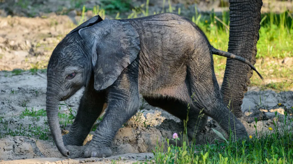 Mládě slona afrického ve zlínské zoo