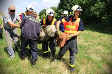 Kuriózní zásah hasičů, chytali pštrosa