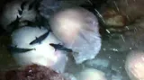 Hejna obřích medúz ohrožují Japonsko