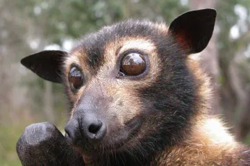 Kaloni milují společnost. Když je jim ale zle, izolují se od ostatních. Přežívají tak epidemie