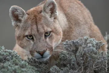 Divoké pumy a plameňák Bob. Nejlepší snímky přírody na World Press Photo 2019