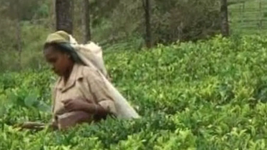 Pěstování čaje na Srí Lance