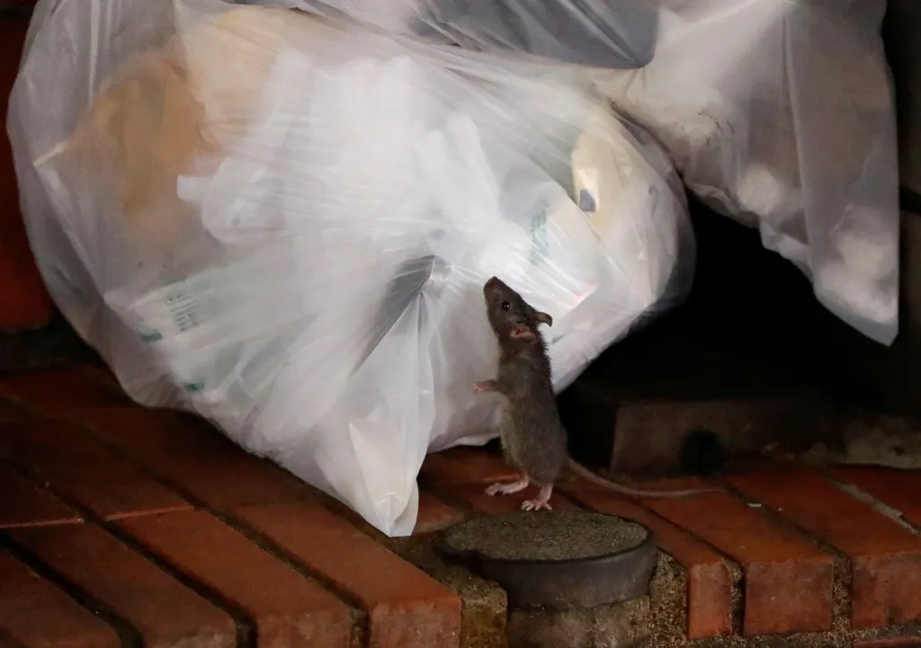 Myši se neostýchají navštívit obydlí, i když jsou lidé přítomni. Tato se vydala do jedné z nemocnic v Tokiu