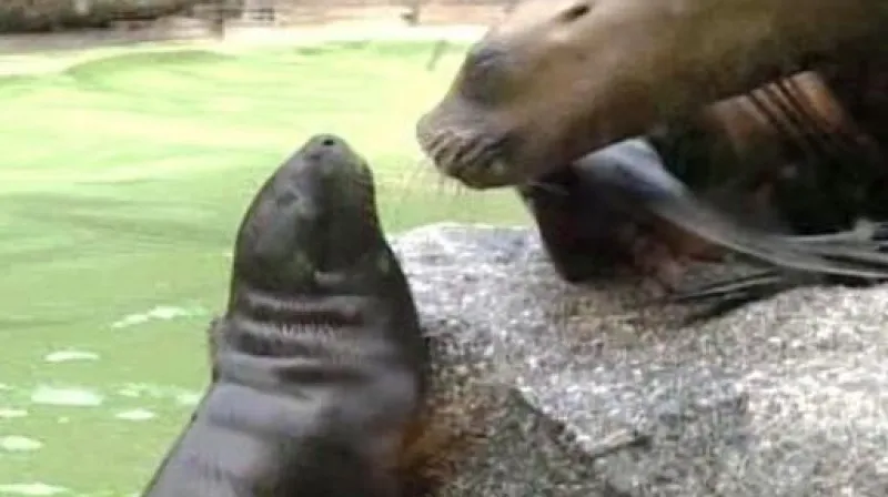 Reportáž Luboše Dostála