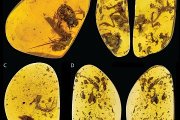 Žáby žily před 100 miliony lety stejně jako dnes. Místo aut je ohrožovaly nohy dinosaurů