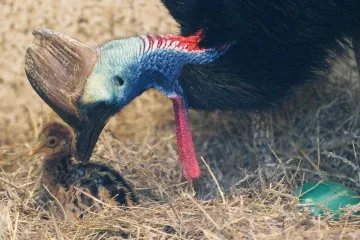 Prvním domestikovaným ptákem byl zřejmě kasuár. Lidé si ho ochočili už před 18 tisíci lety