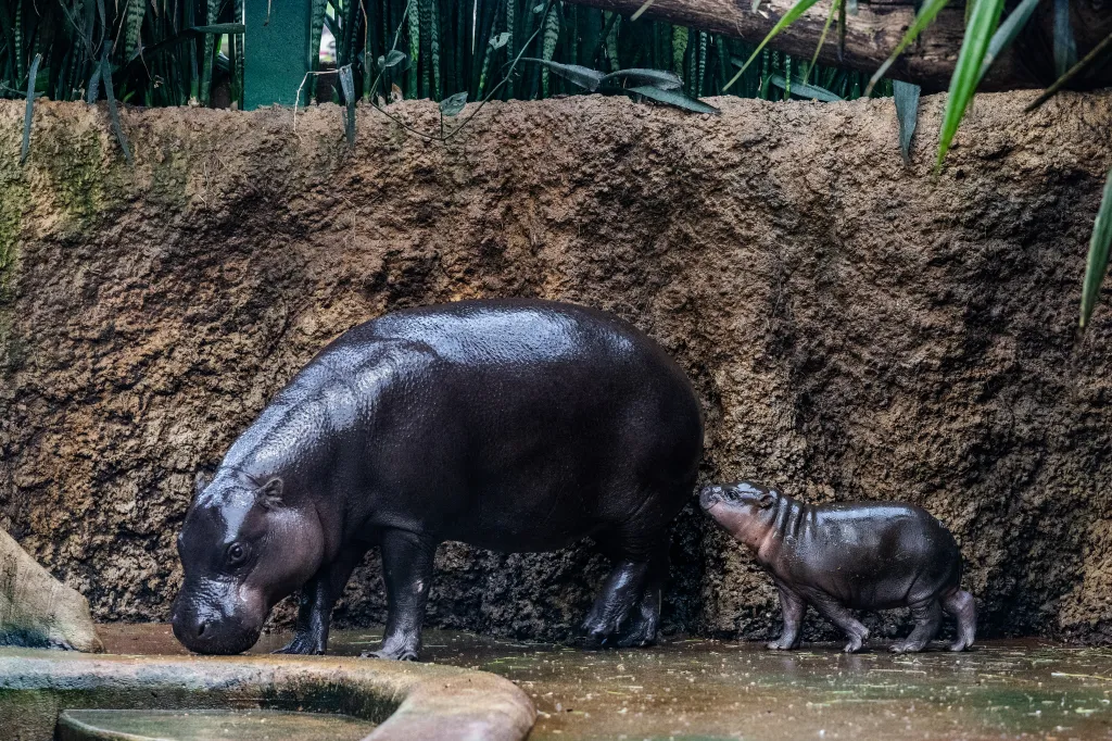 Jeho existenci se podařilo prokázat až v roce 1914, jelikož zprávy o něm byly dlouhou dobu považovány za nepravdivé