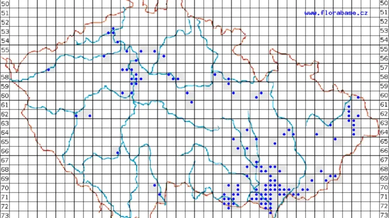Rozšíření pajasanu žláznatého v Česku